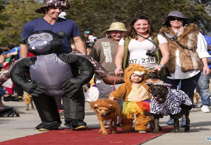 Parade Anjing Lucu Haute Dog Halloween